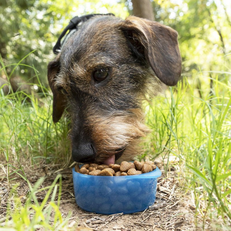 Botella con Depósito de Agua y Comida para Mascotas 2 en 1 Pettap - Pequiti